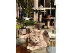 Adopt Stormy a Gray, Blue or Silver Tabby Domestic Shorthair / Mixed (short