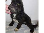 Adopt Michael Jackson a Black - with White Poodle (Miniature) / Miniature