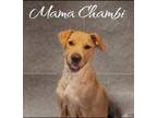 Adopt Chambi a Labrador Retriever / Terrier (Unknown Type