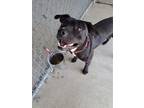 Adopt Ella a Black Labrador Retriever / Pit Bull Terrier / Mixed dog in DuQuoin