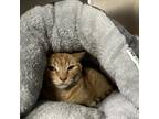 Adopt Banjo a Orange or Red Domestic Shorthair / Mixed cat in Spokane