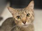 Adopt Beverly - FREE - MEET ME @ CPE! a Brown Tabby Domestic Shorthair / Mixed