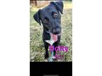 Adopt Dottie a Black Australian Cattle Dog / Mixed dog in Greenville