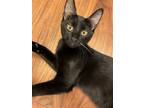Adopt Blinky a All Black Domestic Shorthair / Mixed (short coat) cat in St.