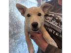 Adopt Lotus a Mixed Breed (Medium) / Mixed dog in Rancho Santa Fe, CA (38661446)