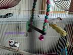 Adopt Lentle bean and Garbanzo Bean a Finch bird in Aurora, IL (38661350)