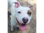 Adopt Jayden a White - with Brown or Chocolate American Pit Bull Terrier / Mixed