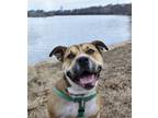 Adopt Flowerpot a Mixed Breed (Large) / Mixed dog in Philadelphia, PA (38621684)