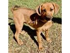 Adopt Gem a Mixed Breed (Medium) / Mixed dog in Rancho Santa Fe, CA (38660094)