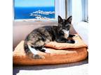 Adopt Pallet a Domestic Shorthair / Mixed cat in Camden, SC (38632433)