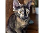 Adopt Violet Anna a Tortoiseshell Domestic Mediumhair / Mixed cat in Garner