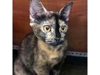 Adopt Violet Anna a Tortoiseshell Domestic Mediumhair / Mixed cat in Garner