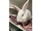 Adopt Aki a American / Mixed rabbit in Brooklyn, NY (38658296)