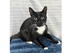 Adopt Vinny a Domestic Shorthair / Mixed (short coat) cat in Greensboro
