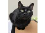 Adopt Raven a Domestic Shorthair / Mixed (short coat) cat in Fremont
