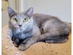 Adopt Aurora a Domestic Shorthair / Mixed (short coat) cat in Fremont
