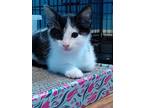 Adopt RicRac (no collar) a Domestic Shorthair / Mixed cat in Battle Ground