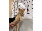 Adopt Marinara now Naruto a American Shorthair / Mixed (short coat) cat in