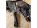 Adopt Shannon's Tilly a Black Shepherd (Unknown Type) / Dutch Shepherd dog in