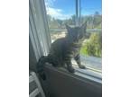 Adopt Titan 4073 a Domestic Shorthair / Mixed cat in Vista, CA (38633650)