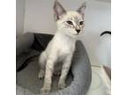 Adopt Celica a Siamese / Mixed cat in Kanab, UT (38656962)