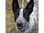 Adopt Shadow a Black Blue Heeler / Mixed dog in Moose Jaw, SK (38656974)
