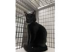 Adopt Chum a All Black Domestic Shorthair (short coat) cat in Stockton