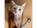 Adopt Paste a Tan or Fawn Tabby Domestic Shorthair / Mixed cat in Mission