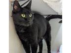 Adopt Binx a All Black Domestic Shorthair / Mixed cat in Pittsburgh