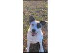 Adopt OREO a Black - with White Cattle Dog / Mixed dog in Katy, TX (38655129)