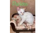 Adopt Plankton a Cream or Ivory (Mostly) Siamese / Mixed (short coat) cat in