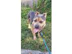 Adopt Onika a Pit Bull Terrier / Mixed dog in Vallejo, CA (38654608)