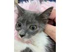 Adopt Cinderella a Gray or Blue (Mostly) Domestic Mediumhair (medium coat) cat