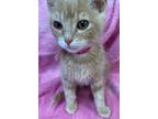 Adopt Dixie Cup a Tan or Fawn Tabby Domestic Shorthair (short coat) cat in