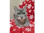 Adopt Maggie a Gray or Blue Domestic Shorthair / Domestic Shorthair / Mixed cat