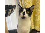 Adopt Diamond (bonded w/ Fruitcake) a Black & White or Tuxedo Domestic Shorthair