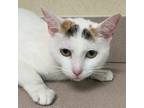 Adopt Siren a Domestic Shorthair / Mixed cat in Salisbury, MD (38652918)