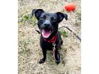 Adopt Tinkerbell a Black Mixed Breed (Small) / Mixed dog in Oshkosh