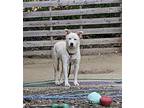 Adopt Chico a White German Shepherd Dog / Mixed dog in Hoffman Estates
