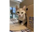 Adopt Mama Mae a Tan or Fawn Domestic Shorthair / Domestic Shorthair / Mixed cat