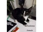 Adopt Belladonna a Domestic Shorthair / Mixed (short coat) cat in Darien