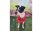 Adopt Buddy Robles a Black - with White Rat Terrier / Mixed dog in Phoenix