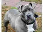 Adopt Destiny a Gray/Blue/Silver/Salt & Pepper Mixed Breed (Large) / Mixed dog