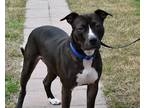 Adopt Mya a Black Mixed Breed (Large) / Mixed dog in Georgetown, DE (38616296)