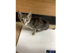 Adopt Trudy a Gray or Blue Domestic Shorthair / Domestic Shorthair / Mixed cat