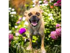 Adopt Mandy a Tan/Yellow/Fawn Pug / Mixed dog in Fresno, CA (38647660)