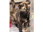 Adopt Wendy a Domestic Shorthair / Mixed (short coat) cat in Sandusky