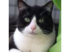 Adopt Gerald a All Black Domestic Shorthair / Mixed cat in Kanab, UT (38422738)