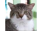 Adopt Avatar a Brown or Chocolate Domestic Shorthair / Mixed cat in Kanab