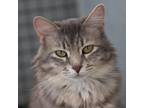 Adopt Dante a Gray or Blue Domestic Shorthair / Mixed cat in Kanab